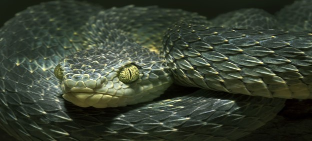 African bush viper venomous snake