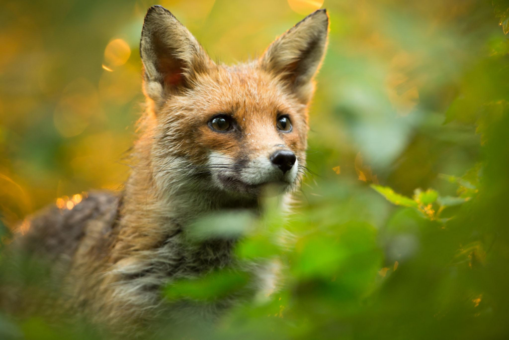 Red fox in the bushes