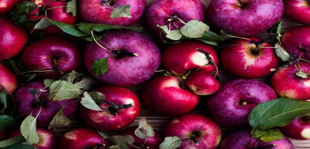 High angle view of freshly picked apples